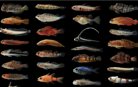 Simon Brandl Fish species found using FARMS.