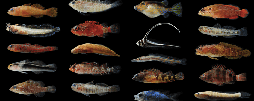 Fish species found using FARMS.