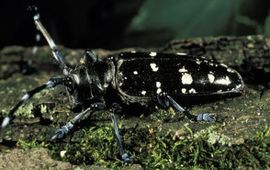 University of Illinois/James Appleby Aziatische boktor (Anoplophora glabripennis). Foto: University of Illinois/James Appleby