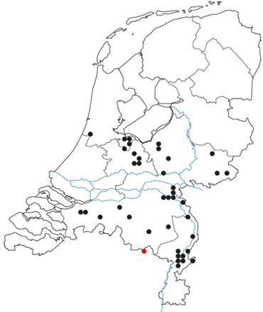 Kaartje met vindplaatsen van de amazonemier in ons land; alleen op De Plateaux (rode stip) is de soort ná 2000 nog waargenomen