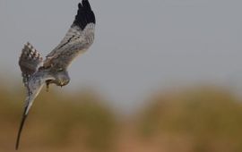 Ben Koks - EENMALIG GEBRUIK Werkgroep Grauwe Kiekendief Grauwe Kiekendief 'Edwin' in Sengal jagen op sprinkhanen