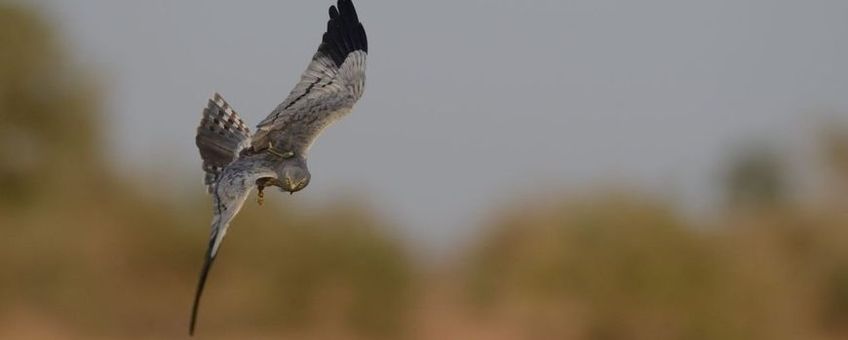 Grauwe Kiekendief 'Edwin' in Sengal jagen op sprinkhanen