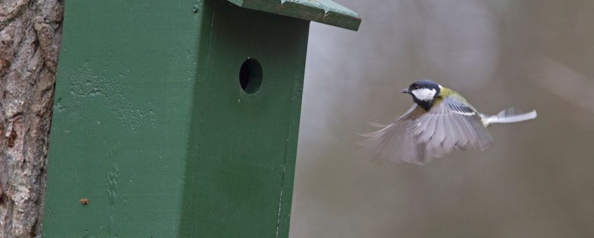 Koolmees voor nestkast