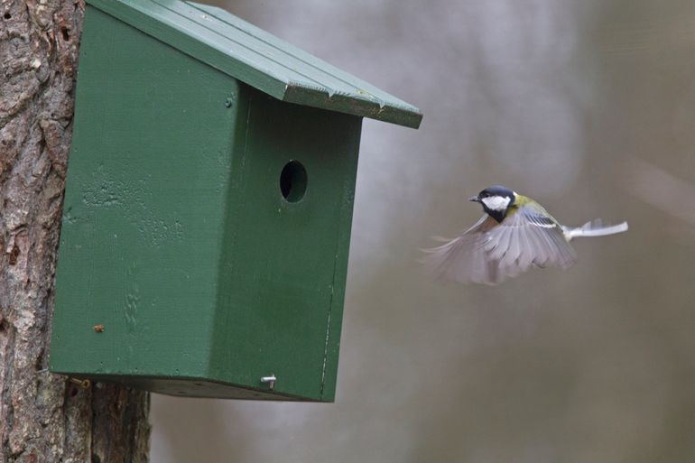 Mezen zijn natuurlijke bestrijders van de eikenprocessierups. Steeds meer gemeenten hangen daarom nestkasten op