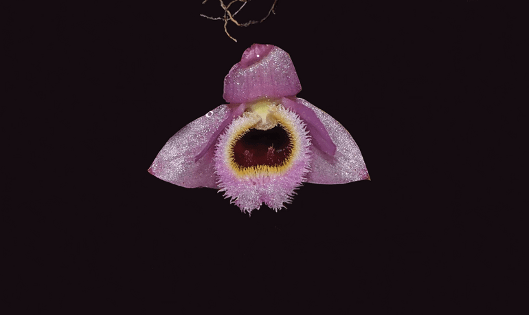 Dendrobium fuscifaucium