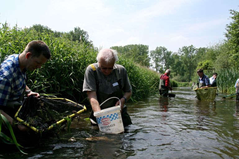 Vissen tellen in een beek