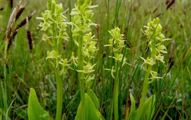 Kees de Kraker Bloeiende Groenknolorchis op de Veermansplaat in de Grevelingen.