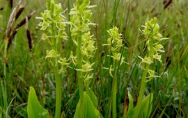 Bloeiende Groenknolorchis op de Veermansplaat in de Grevelingen.