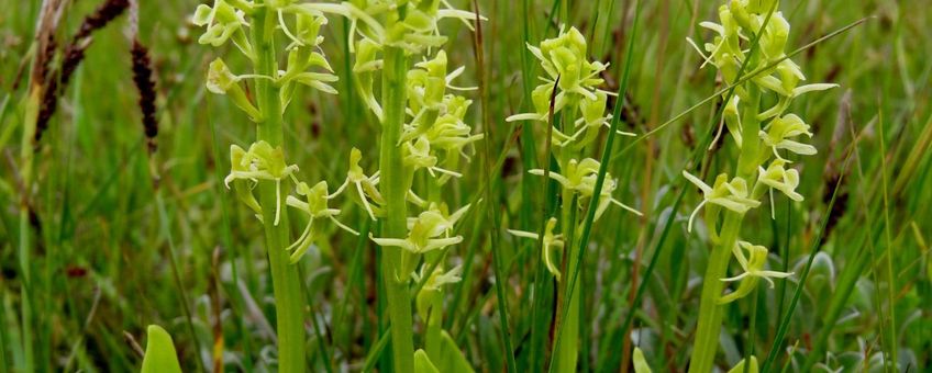 Bloeiende Groenknolorchis op de Veermansplaat in de Grevelingen.