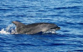 Steve Geelhoed Tuimelaar. Tursiops truncatus, Azoren
Foto: Steve Geelhoed, IMARES, Wageningen UR