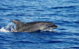 Tuimelaar. Tursiops truncatus, Azoren
Foto: Steve Geelhoed, IMARES, Wageningen UR