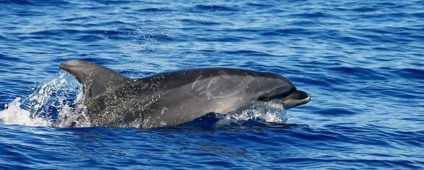 Tuimelaar. Tursiops truncatus, Azoren
Foto: Steve Geelhoed, IMARES, Wageningen UR