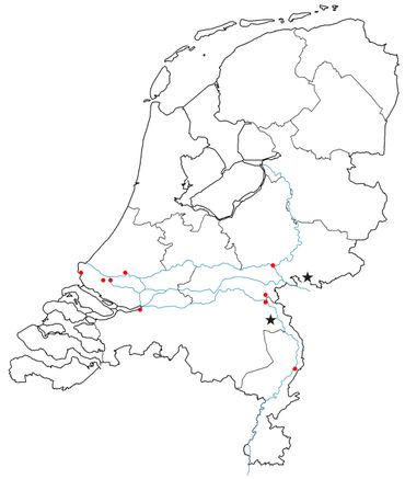 Vindplaatsen kiezelsprinkhaan in Nederland. Ster: locaties waar de kiezelsprinkhaan in nachtvlindervallen is gevonden