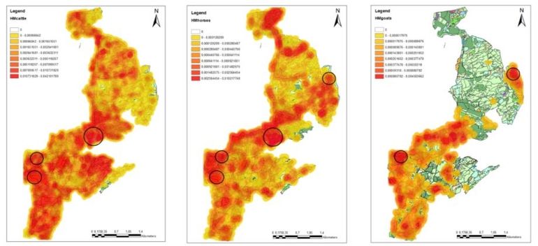 Dichtheden in de verspreiding van de kuddes over het duinterrein. Van links naar rechts: hooglanders, pony’s en geiten. Hoe roder de kleur hoe vaker het terreindeel is bezocht