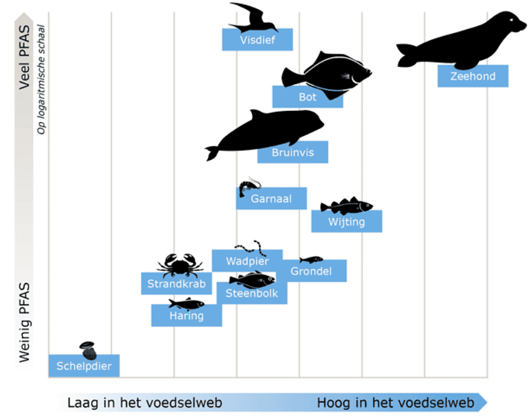 Ophoping van PFAS in het Westerschelde-voedselweb. De positionering van de iconen is gebaseerd op de gemiddelde waarden van de stabiele stikstof-isotoopwaarde (op de x-as), die een maat oplevert voor de positie binnen het voedselweb. Op de y-as de som van PFAS-concentraties op basis van microgram per gram drooggewicht