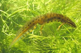 Triturus vulgaris. Kleine watersalamander, man