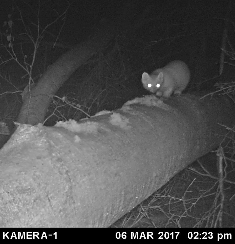 Boommarter in wintervacht in het Reichswald, net over de grens met Duitsland