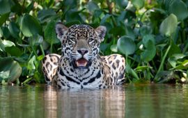 Patrick Meier Een jaguar in zijn natuurlijke leefgebied