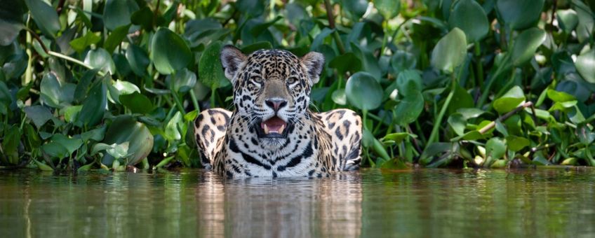 Een jaguar in zijn natuurlijke leefgebied