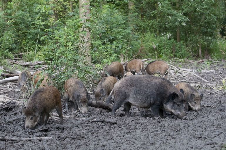 Wild boars foraging