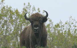 Leo Linnartz Wisent