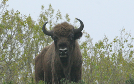 Wisent