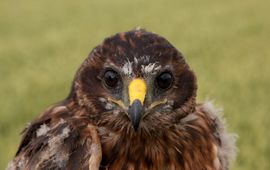 Harold van der Meer - EENMALIG GEBRUIK Werkgroep Grauwe Kiekendief Blauwe Kiekendief Nadine