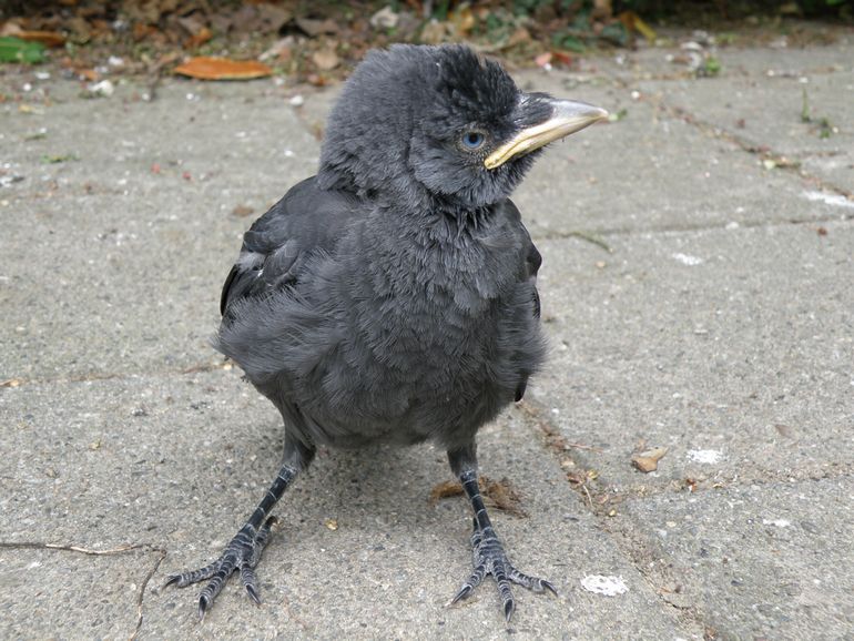 Nature Today Vogeltje gevonden. Wat nu?