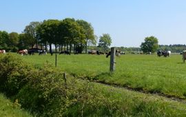 Kars Veling koeien in de wei - primair