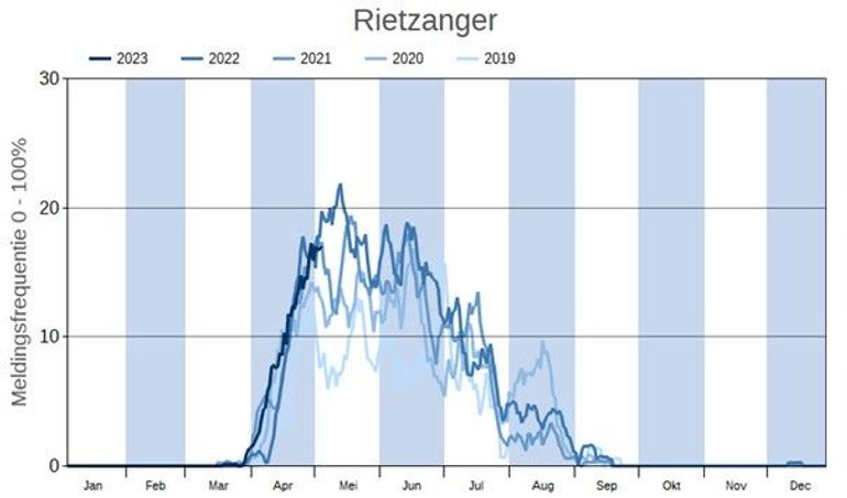 De aankomst van de rietzanger verloopt dit jaar gemiddeld. In 2022 werden deze vogels gemiddeld wat later waargenomen