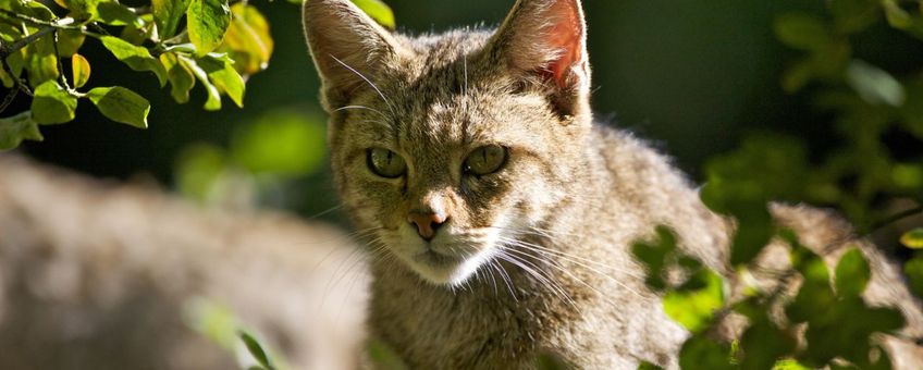 Wilde kat VOOR EENMALIG GEBRUIK