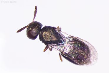 Meraporus graminicola