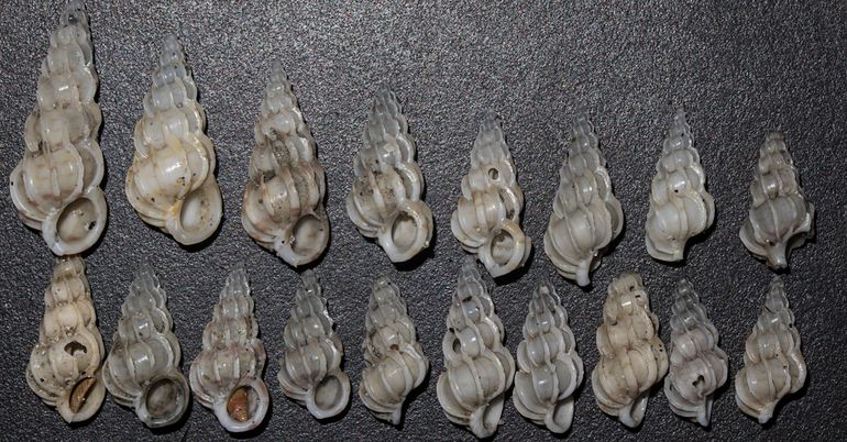 Het strand van Westerschouwen ligt lokaal letterlijk bezaaid met duizenden huisjes van de Wenteltrap