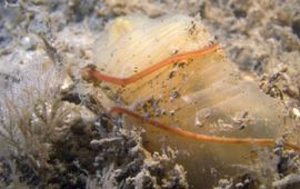 Marco Faasse De Snoerworm Cephalothrix simula is in 2012 voor het eerst in de Oosterschelde aangetroffen