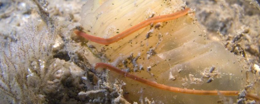 De Snoerworm Cephalothrix simula is in 2012 voor het eerst in de Oosterschelde aangetroffen