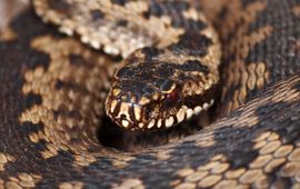 Vipera berus. Adder