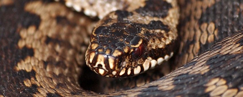 Vipera berus. Adder