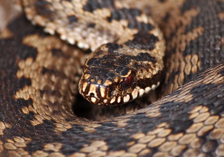 Adder