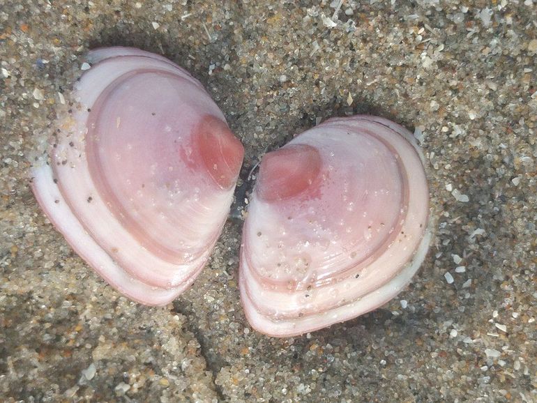 Nonnetje op het strand