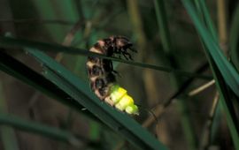 Frits Bink, Saxifraga kleine glimworm