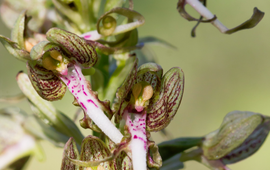 Mark Kras Bokkenorchis in Nationaal Park Hollandse Duinen juni 2019