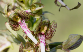 Bokkenorchis in Nationaal Park Hollandse Duinen juni 2019