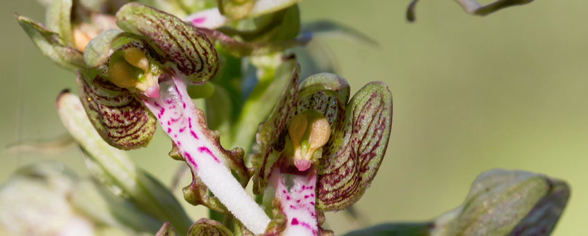 Bokkenorchis in Nationaal Park Hollandse Duinen juni 2019