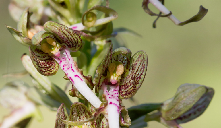 Bokkenorchis in Nationaal Park Hollandse Duinen