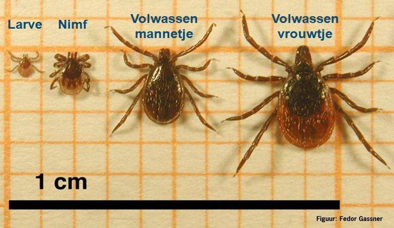 Van links naar rechts: larve, nimf, mannetje en vrouwtje van de schapenteek