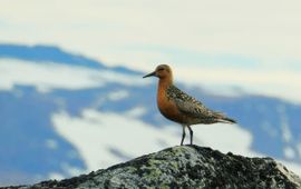 Misha Zhemchuzhnikov Red Knot (Calidris canutus islandica) in the breeding grounds.