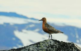 Red Knot (Calidris canutus islandica) in the breeding grounds.