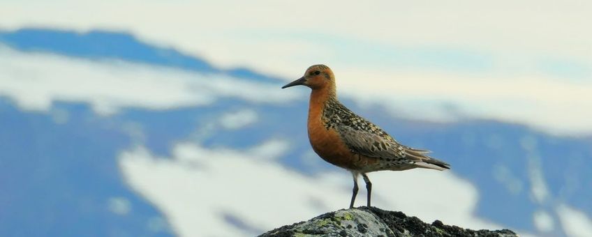 Red Knot (Calidris canutus islandica) in the breeding grounds.