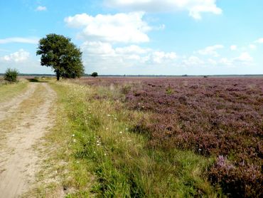 Dwingelderveld