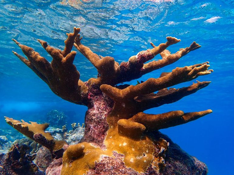 Elkhorn coral (Acropora palmata)